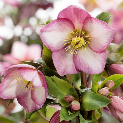 Ice N’ Roses® Rose Lenten Rose (Helleborus &