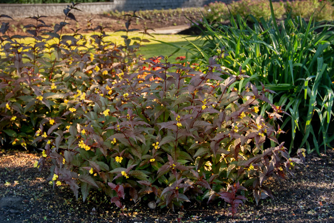 Nightglow® Bush Honeysuckle (Diervilla sessilifolia &