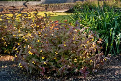 Nightglow® Bush Honeysuckle (Diervilla sessilifolia &