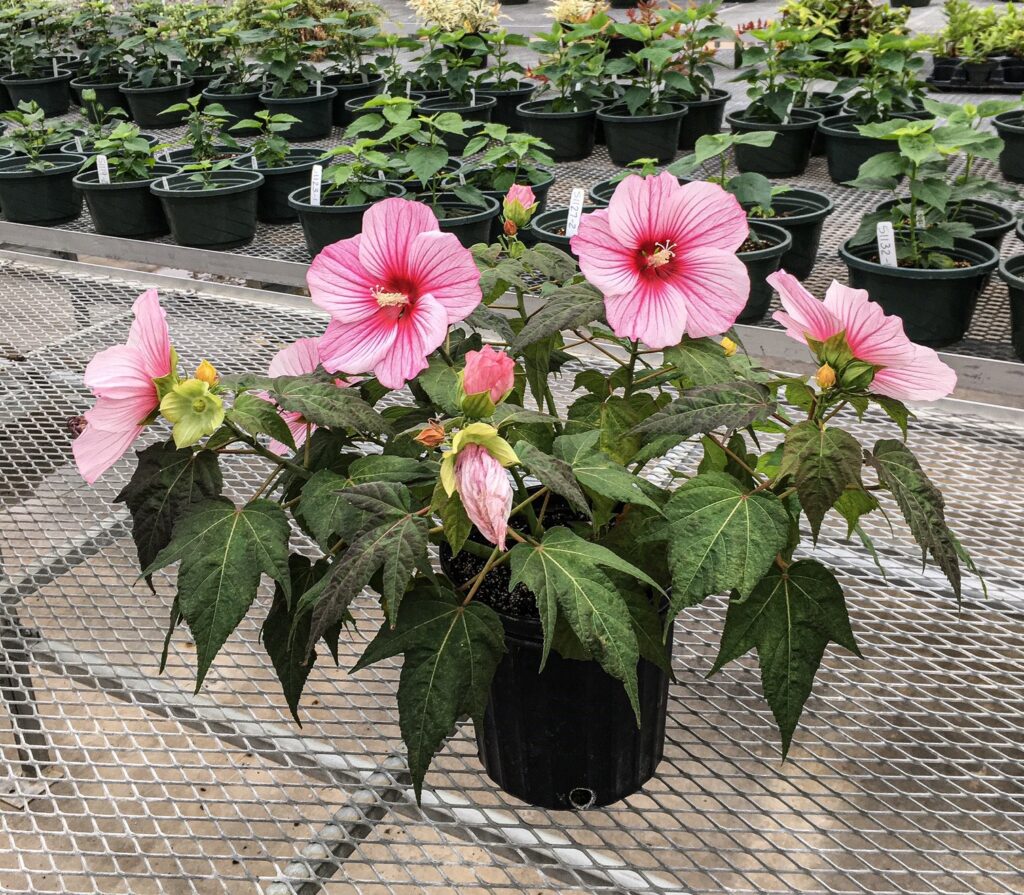 Moonshadow™ Rosita Rose Mallow (Hibiscus rosita) - 2 gallon