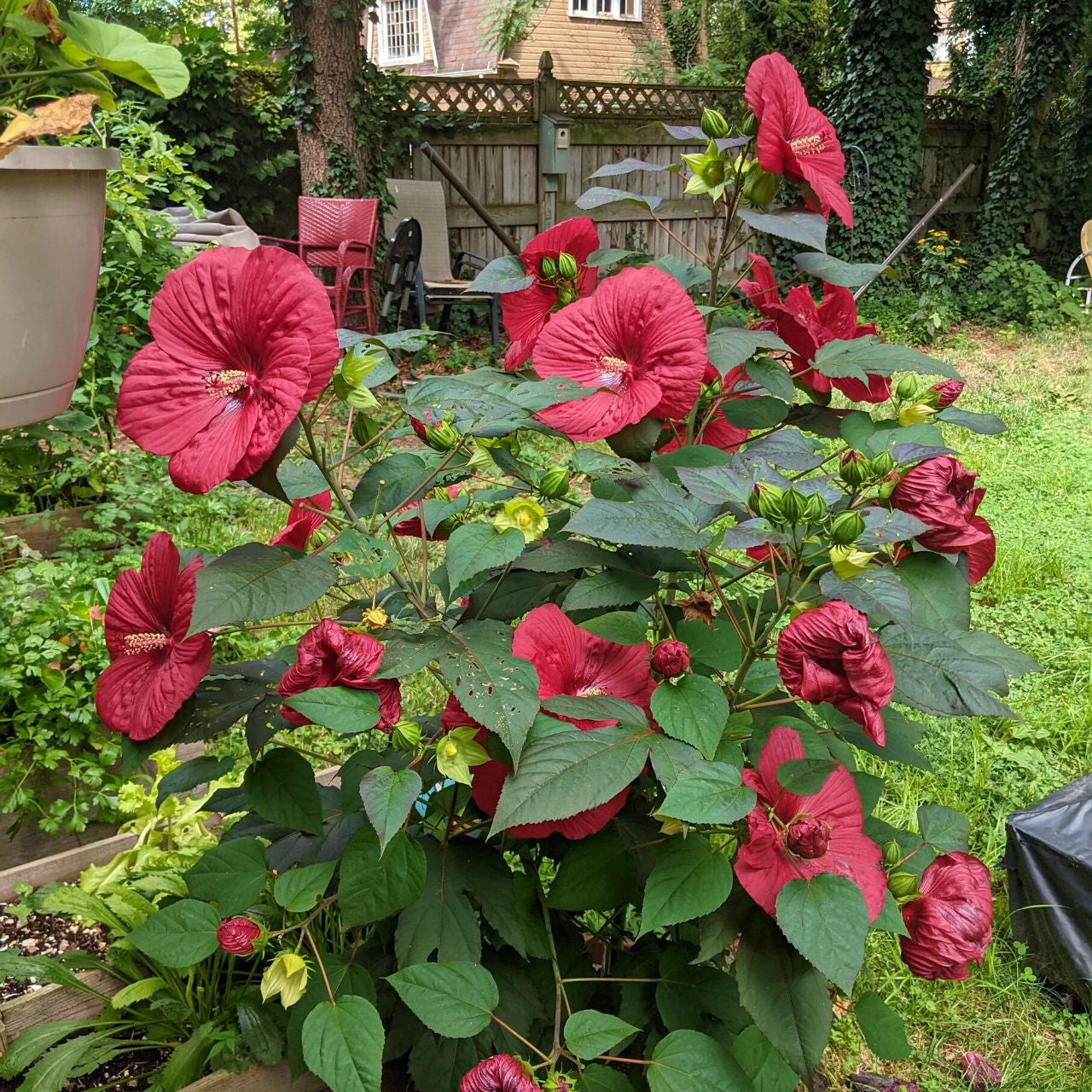 MoonShadow™ Carmine Rose Mallow (Hibiscus carmine) - 2 gallon