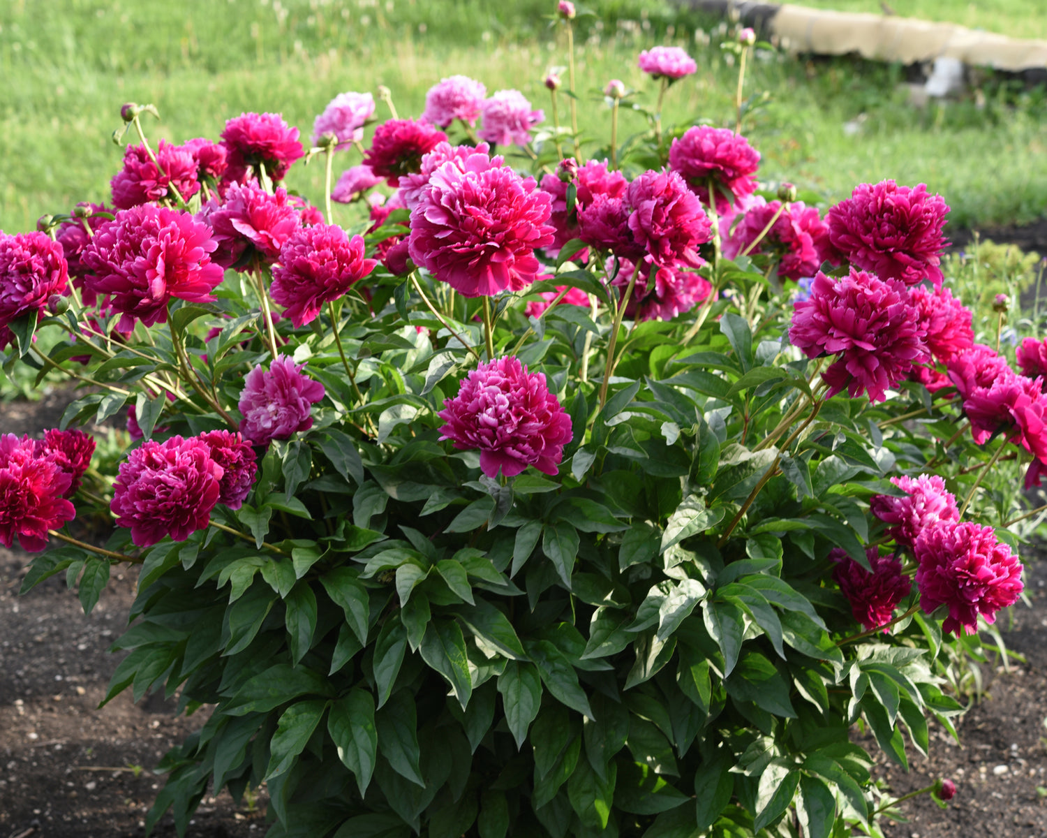 Kansas Red Peony (Paeonia japonica &