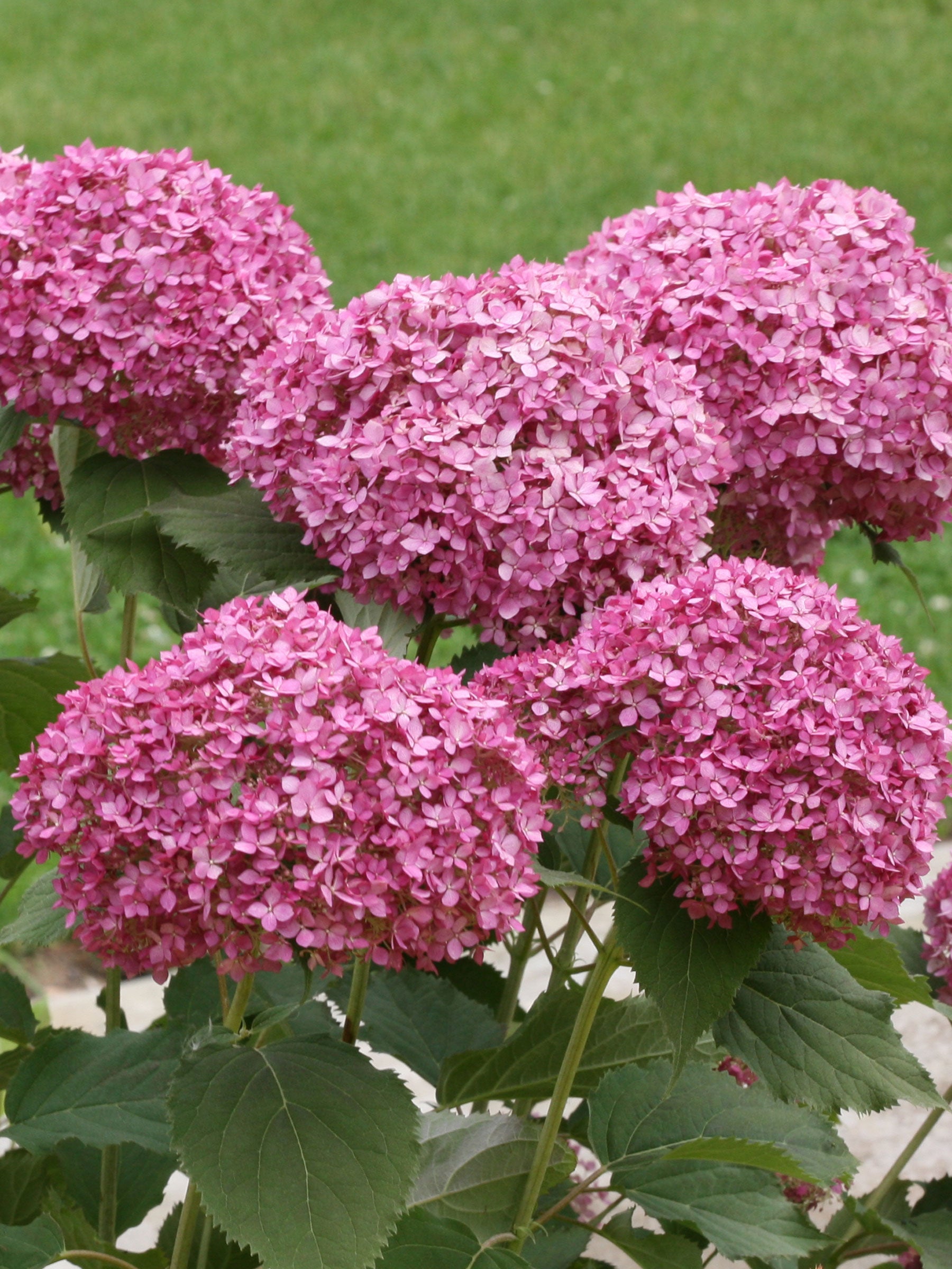 Invincibelle Mini Mauvette® Smooth hydrangea (Hydrangea arborescens &
