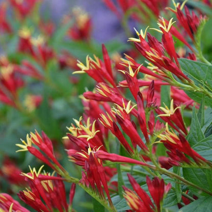Little Redhead Indian Pink (Spigelia M &