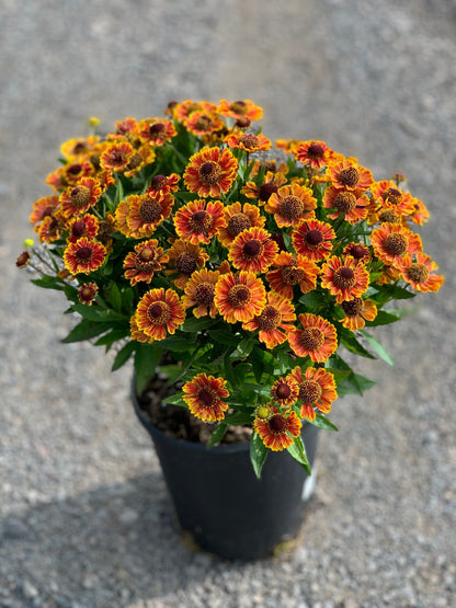 Bandera Sneeze Weed (Helenium &