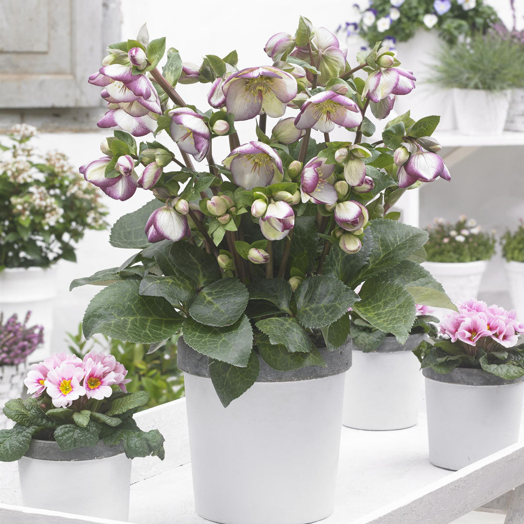 Glenda’s Gloss Lenten Rose (Helleborus &