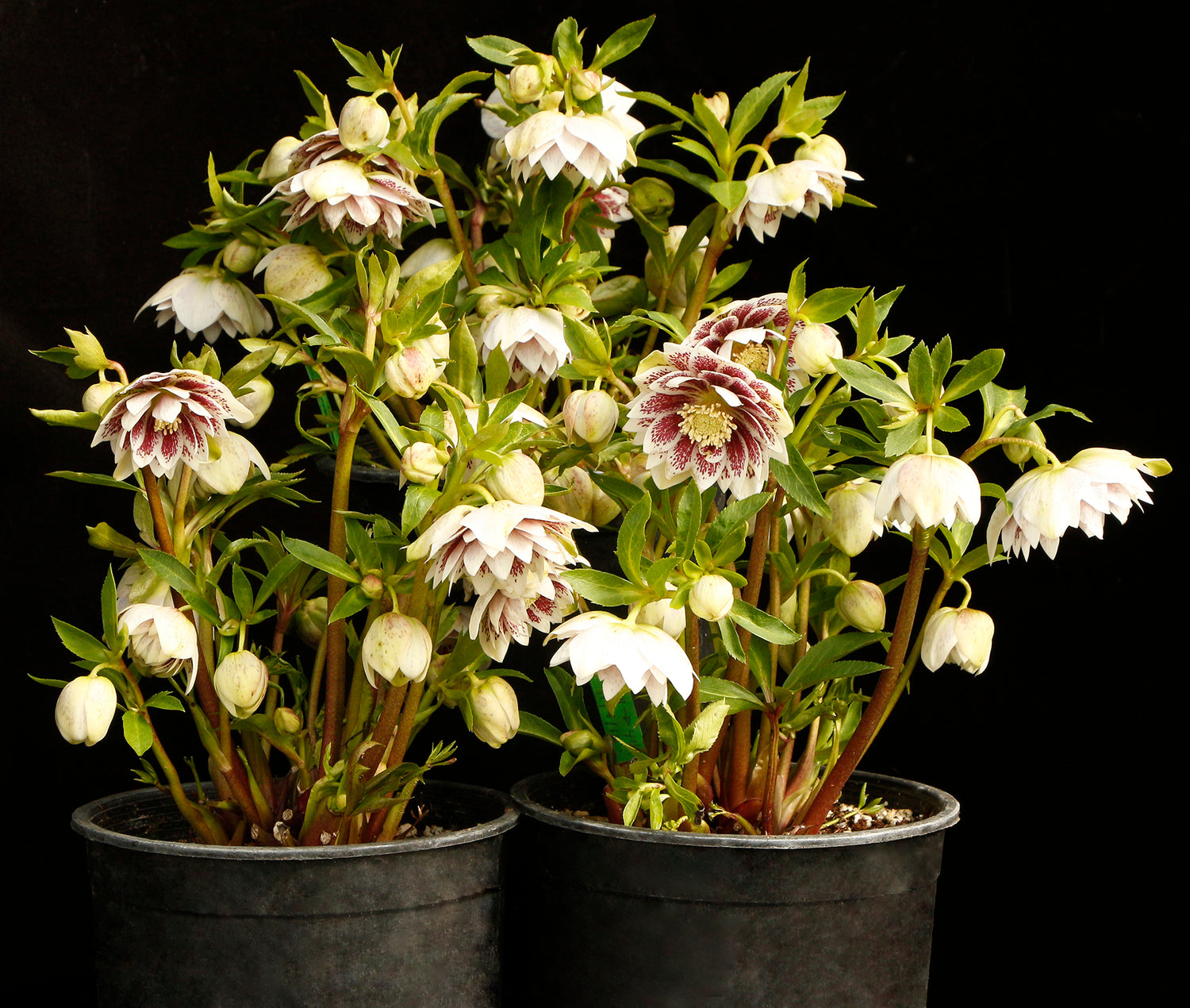 North Star Ruby Heart Lenten Rose (Helleborus north &