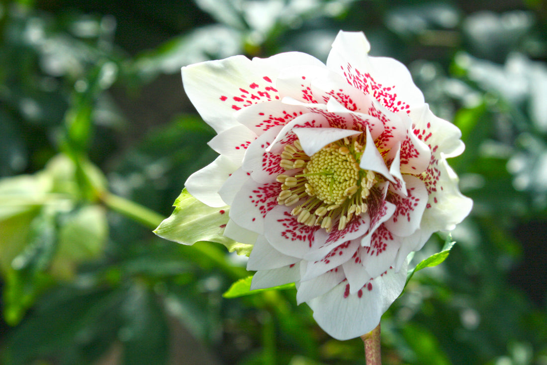 North Star Ruby Heart Lenten Rose (Helleborus north &