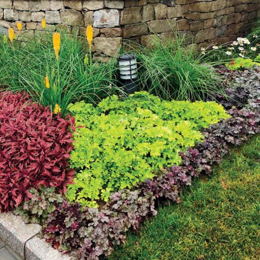 Lime Marmalade Coral Bells (Heuchera lime &