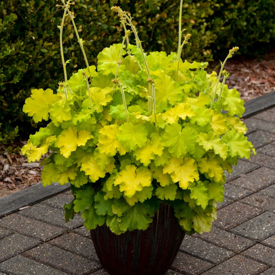 Lemon Supreme Coral Bells (Heuchera &