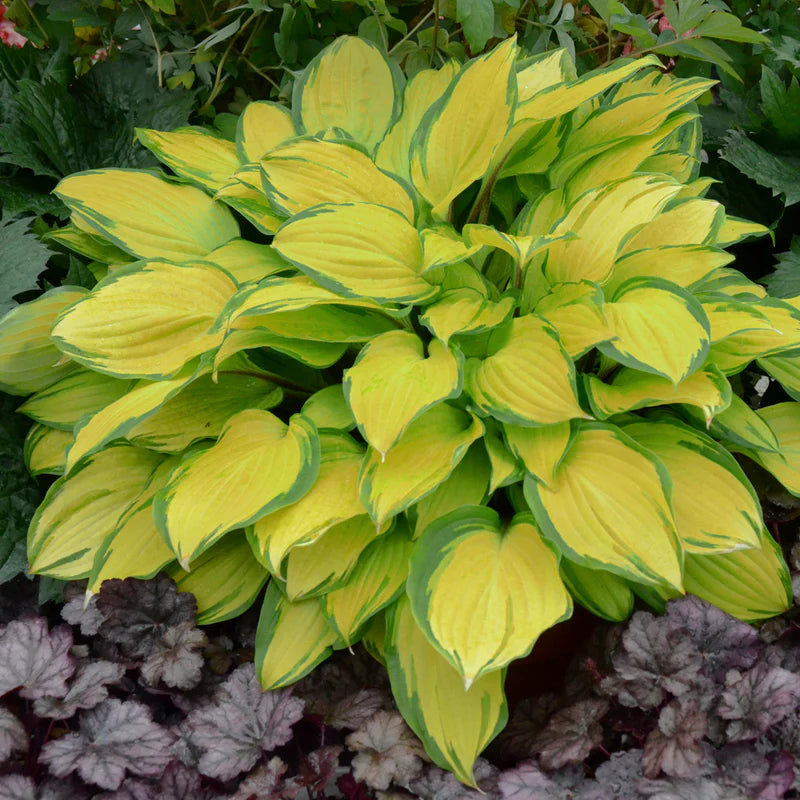 Island Breeze Plantain Lily (Hosta island &