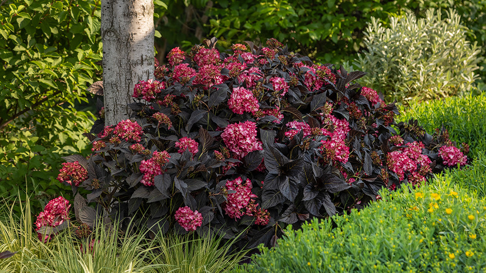 pink hydrangea with dark foliage