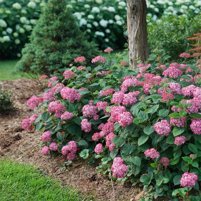 Invincibelle® Ruby Smooth hydrangea (Hydrangea arborescens &