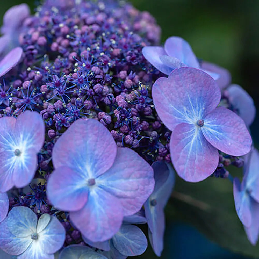 Pop Star® Reblooming Hydrangea (Hydrangea macrophylla &