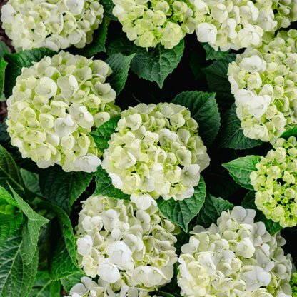 reblooming grin and tonic hydrangea