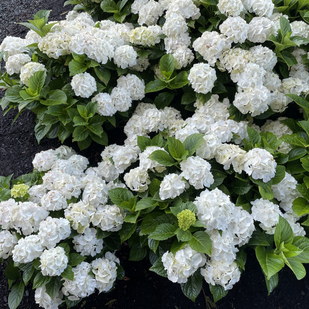 grin and tonic hydrangea in a landscape.