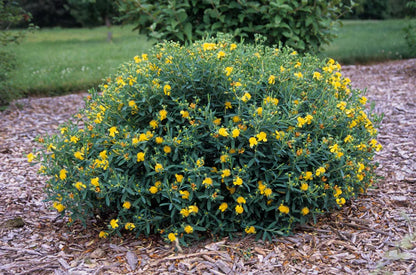 Sunburst St. Johnswort (Hypericum frondosum &