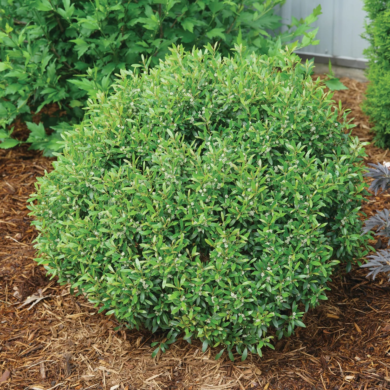 Gem Box® Inkberry Holly (Ilex glabra &