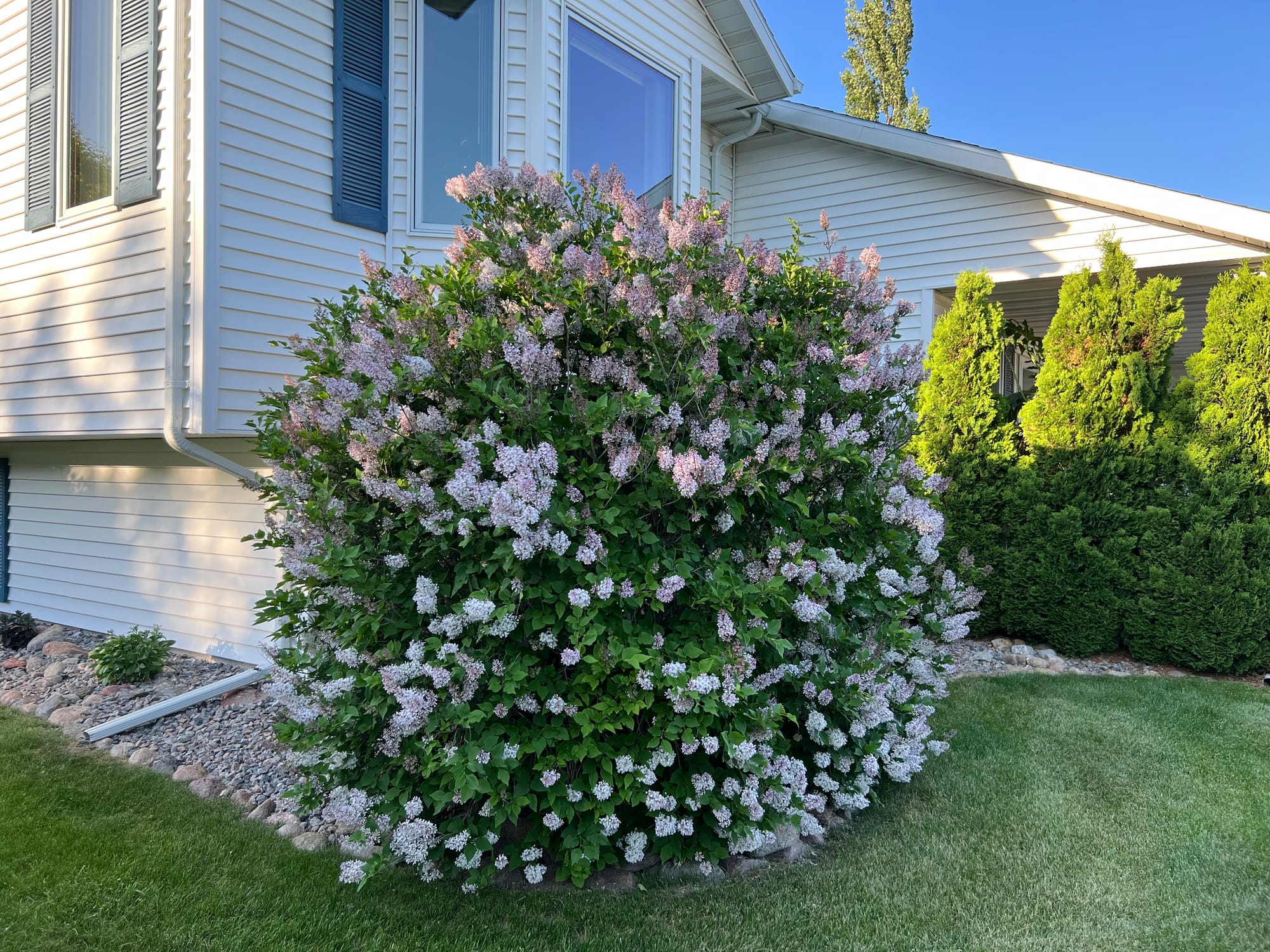 Miss Kim Lilac (Syringa patula &