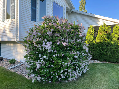 Miss Kim Lilac (Syringa patula &