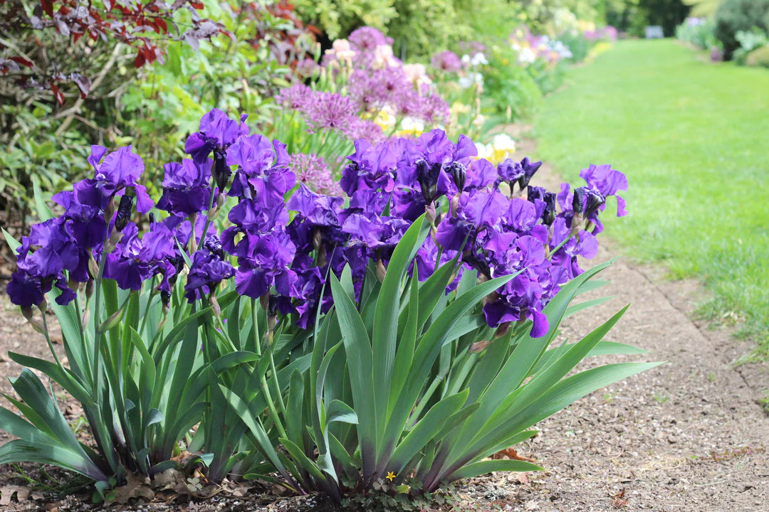 Iris ‘Halston’ (Iris germanica &