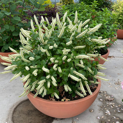 Little Henry® Sweetspire (Itea virginica &