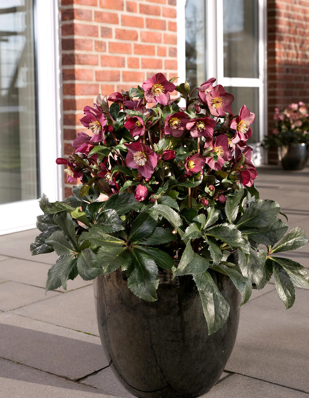 North Star Garnet Frills Lenten Rose (Helleborus north &