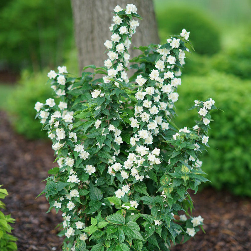 Illuminati Arch® Mockorange (Philadelphus illuminati &