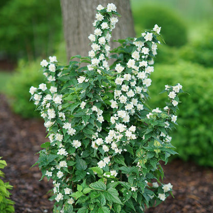 Illuminati Arch® Mockorange (Philadelphus illuminati &