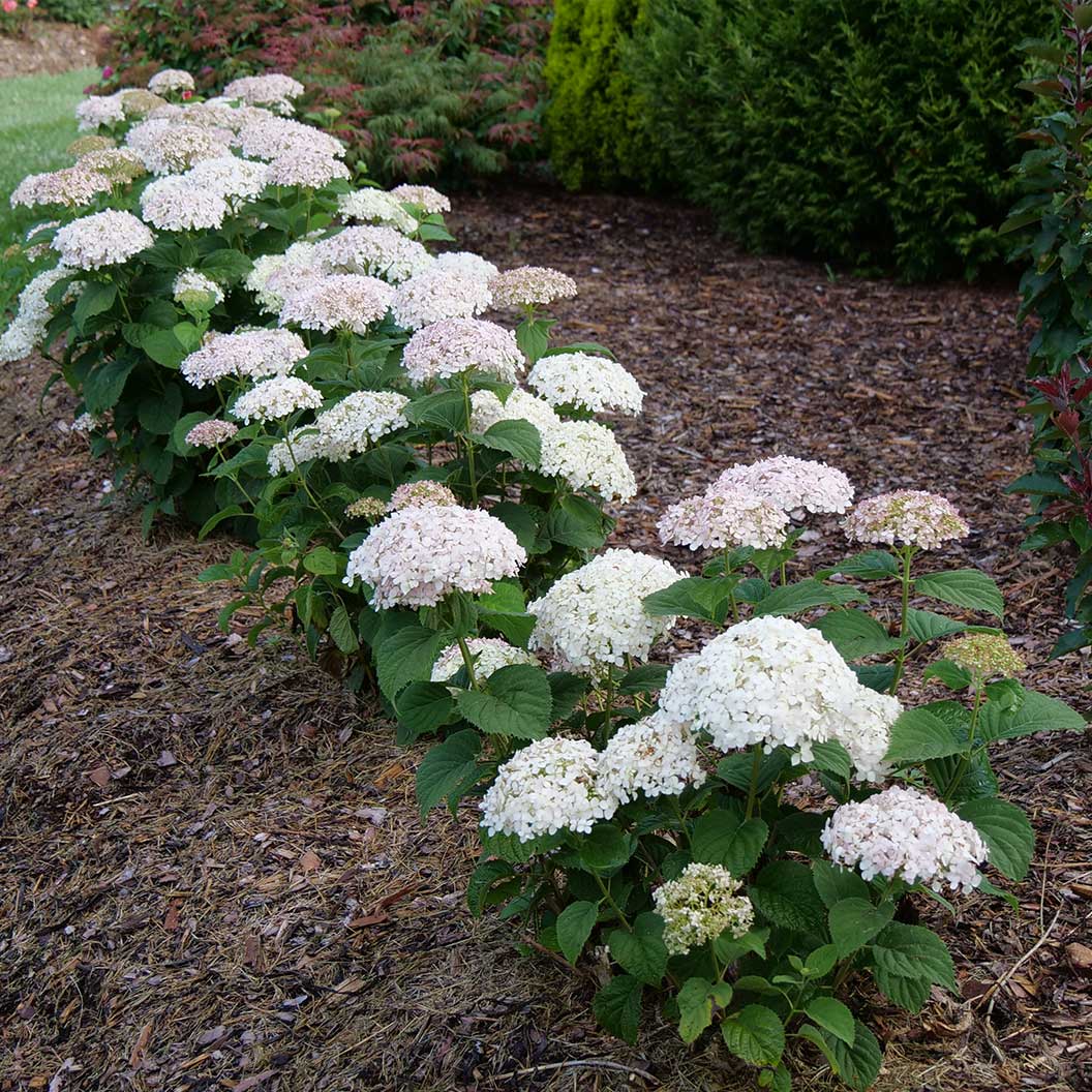 Invincibelle Wee White® Smooth hydrangea (Hydrangea arborescens &