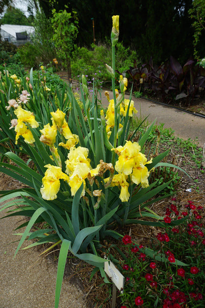 Pleasant Peasant Intermediate Bearded Iris (Iris germanica &