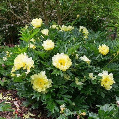 Bartzella Itoh Peony (Paeonia x &