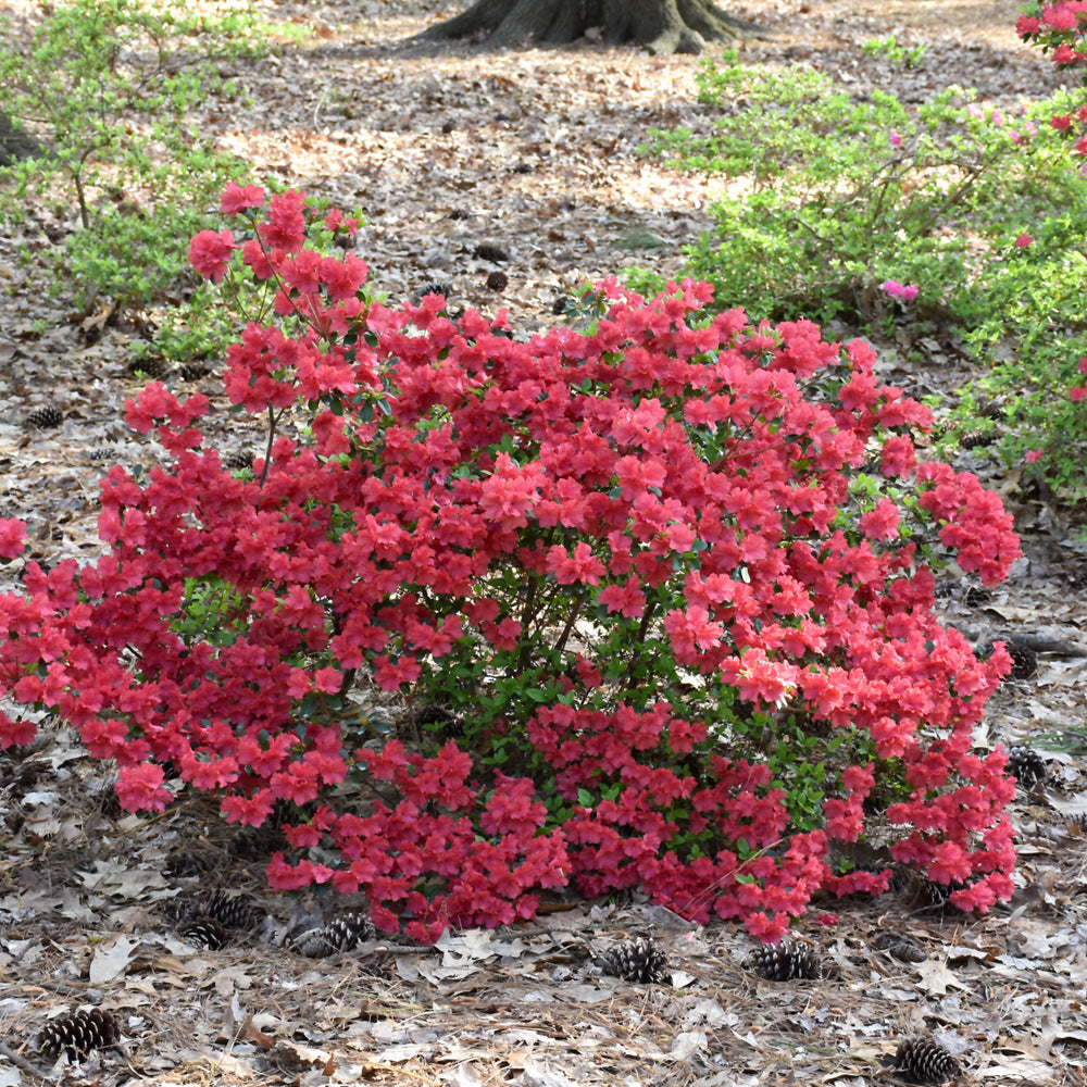 Girard’s Crimson Azalea (Azalea x &