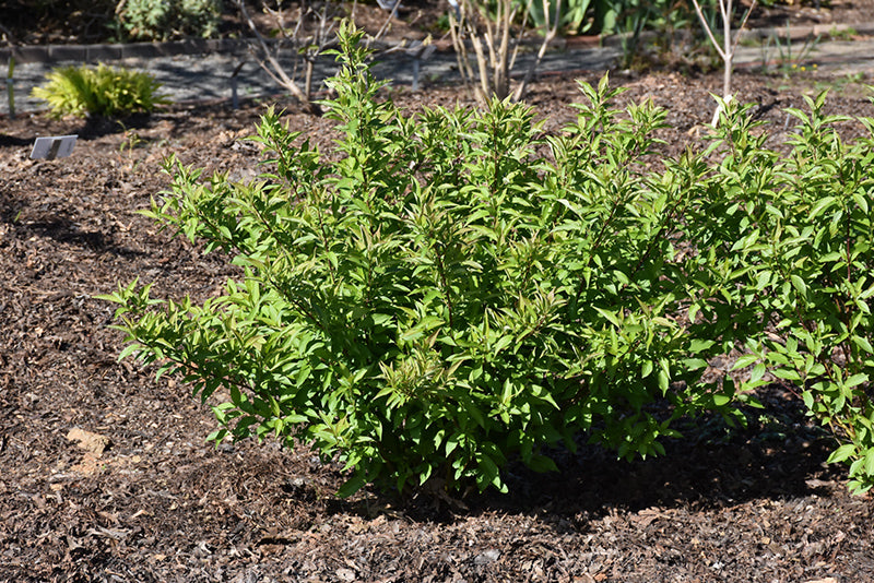 Red Gnome® Siberian Dogwood (Cornus alba &