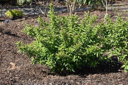Red Gnome® Siberian Dogwood (Cornus alba &