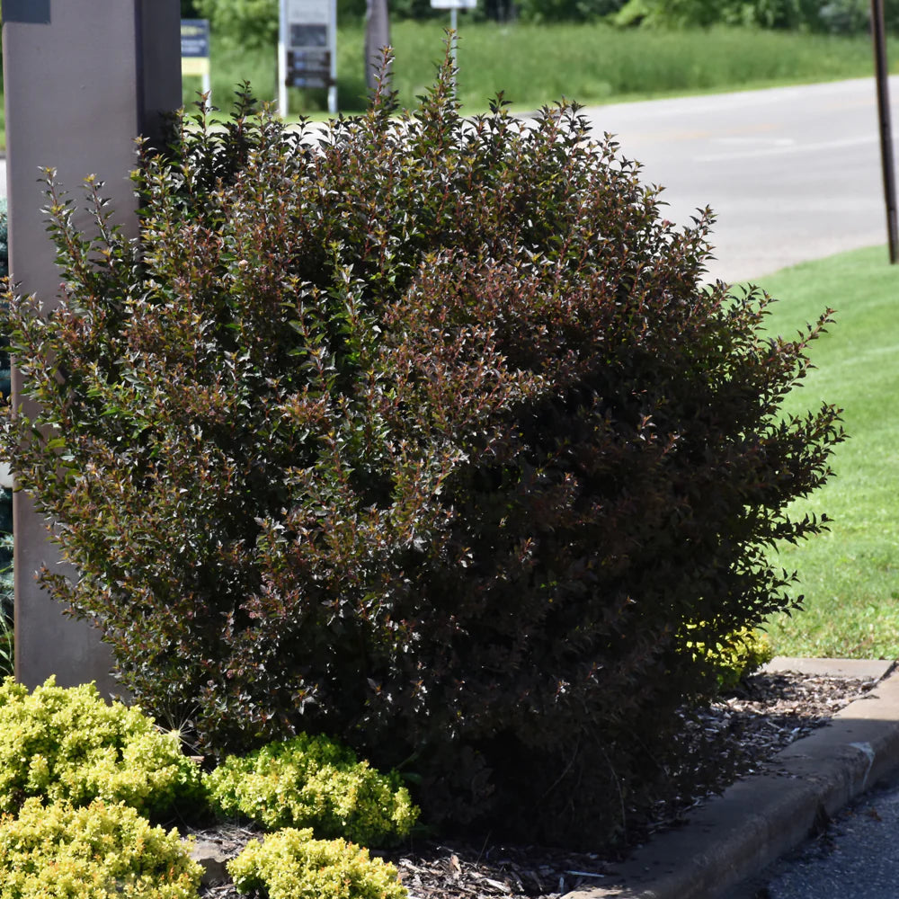 Little Devil™ Ninebark (Physocarpus opulifolius &