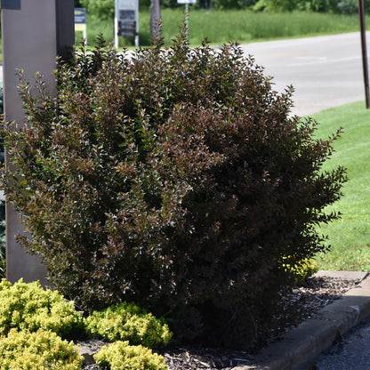 Little Devil™ Ninebark (Physocarpus opulifolius &