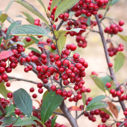 Red Chokeberry (Aronia arbutifolia &