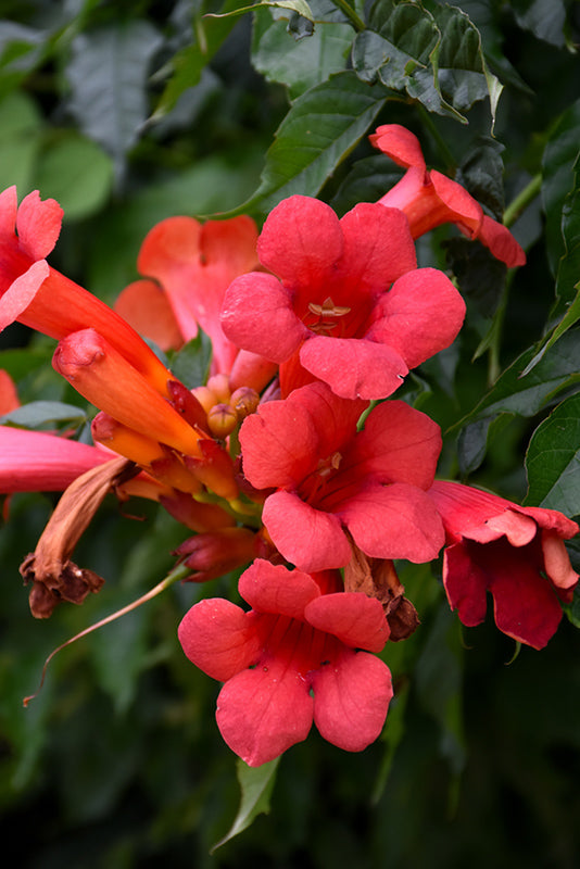 First Editions® Atomic Red™ Trumpet Vine (Campsis radicans &