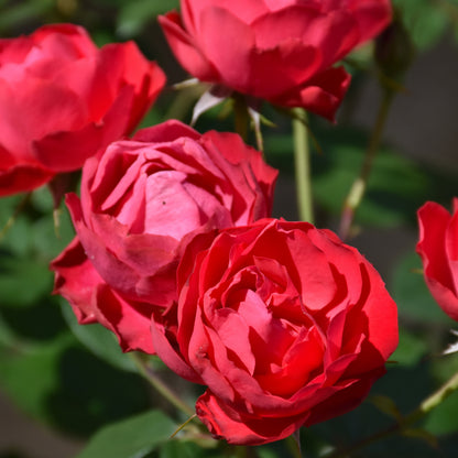 Oso Easy Double Red® Rose (Rosa &