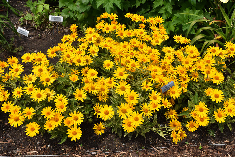 Sunstruck False Sunflower (Heliopsis helianthoides &