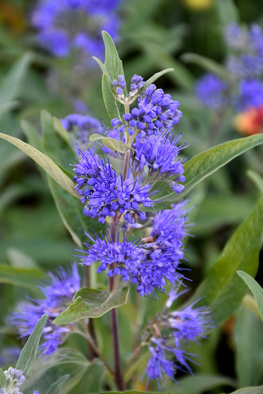 First Editions® Sapphire Surf™ Bluebeard (Caryopteris x clandonensis &