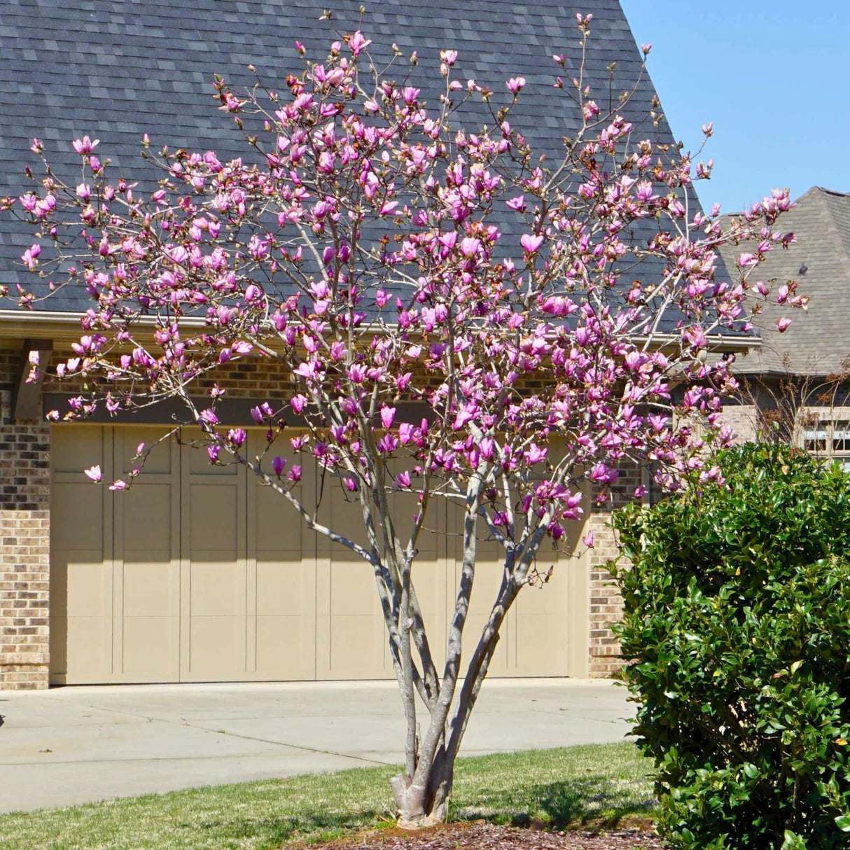 Jane Magnolia (Magnolia x &