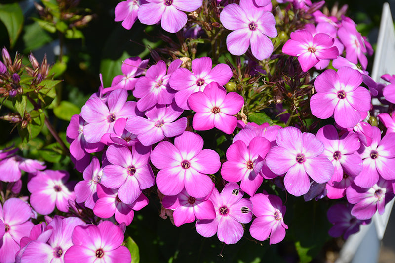 Flame® Pro Lilac Garden Phlox (Phlox paniculata &