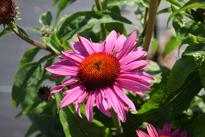 Prairie Splendor Coneflower (Echinacea purpurea &
