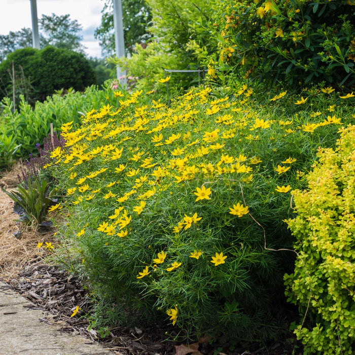 Thread-leaf Tickseed (Coreopsis verticillata) - 1 gallon