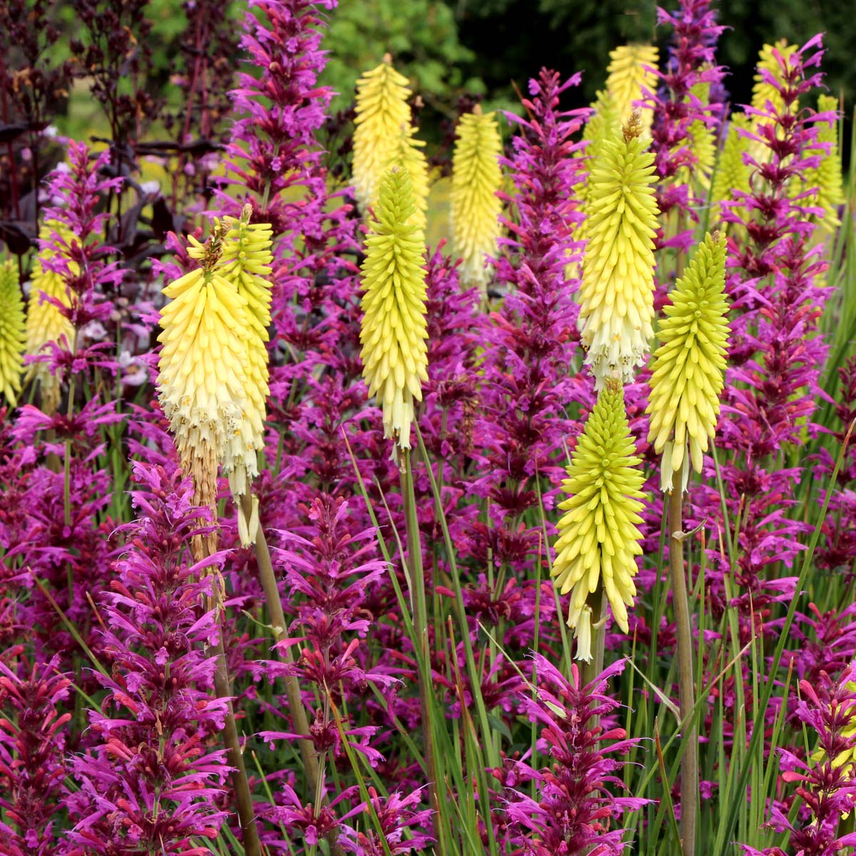 Pineapple Popsicle Dwarf Poker (Kniphofia pineapple &