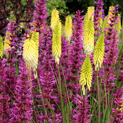 Pineapple Popsicle Dwarf Poker (Kniphofia pineapple &