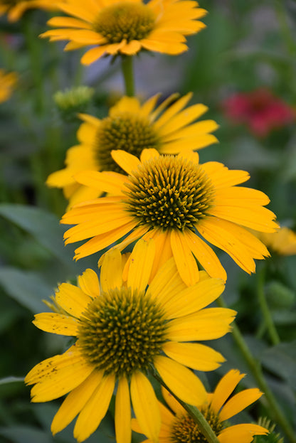 Kismet™ Yellow Coneflower (Echinacea kismet &