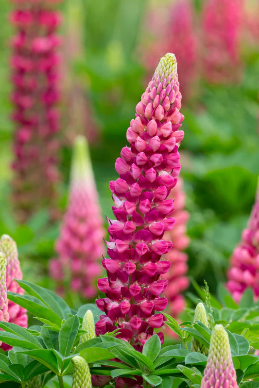 Gallery Pink Lupine (LUPINUS P. GALLERY PINK) - 3QT